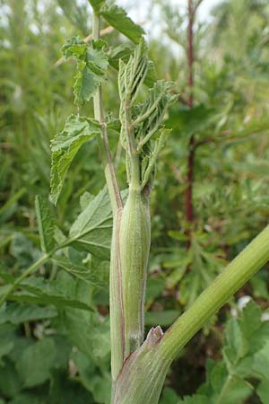 Pastinaca sativa subsp. urens \ Brennender Pastinak / Stinging Parsnip, D Dortmund 14.6.2018