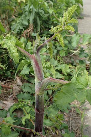 Pastinaca sativa subsp. urens \ Brennender Pastinak / Stinging Parsnip, D Dortmund 14.6.2018