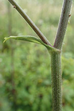 Pastinaca sativa subsp. urens \ Brennender Pastinak / Stinging Parsnip, D Dortmund 10.7.2018