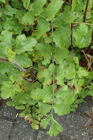 Pastinaca sativa subsp. urens \ Brennender Pastinak, D Dortmund 10.7.2018