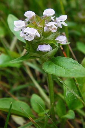 Prunella vulgaris \ Gemeine Braunelle, Kleine Braunelle / Selfheal, D Mannheim 29.6.2015