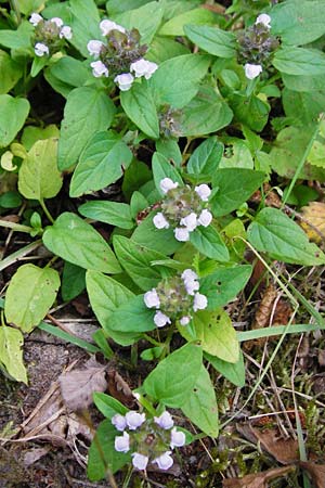 Prunella vulgaris \ Gemeine Braunelle, Kleine Braunelle / Selfheal, D Mannheim 29.6.2015