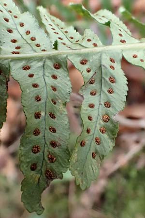 Polypodium vulgare \ Gewhnlicher Tpfelfarn / Polypody, D Wachenheim 4.1.2015