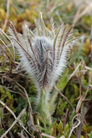 Pulsatilla vulgaris \ Kuhschelle, Khchenschelle, D Neuleiningen 21.2.2016