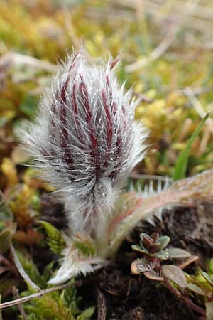 Pulsatilla vulgaris \ Kuhschelle, Khchenschelle, D Neuleiningen 21.2.2016