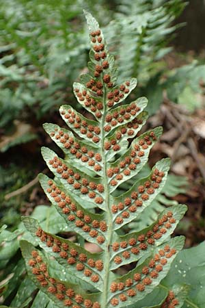 Polypodium vulgare \ Gewhnlicher Tpfelfarn / Polypody, D Bad Dürkheim 3.10.2016