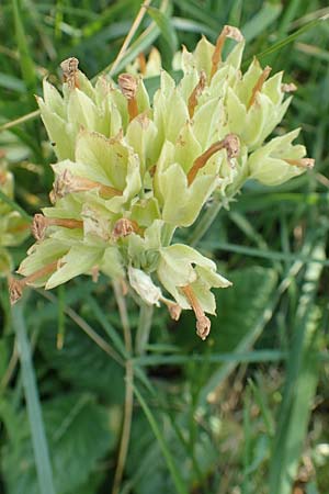 Primula veris \ Frhlings-Schlsselblume, Wiesen-Schlsselblume / Cow's-Lip, D Neuleiningen 14.5.2020