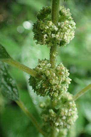 Parietaria officinalis / Common Pellitory-of-the-Wall, D Hemsbach 4.6.2020