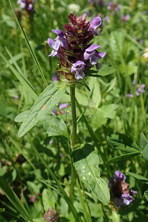 Prunella vulgaris \ Gemeine Braunelle, Kleine Braunelle / Selfheal, D Odenwald, Lindenfels 26.6.2020