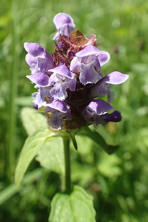 Prunella vulgaris \ Gemeine Braunelle, Kleine Braunelle / Selfheal, D Odenwald, Lindenfels 26.6.2020