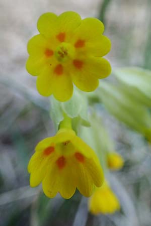 Primula veris \ Frhlings-Schlsselblume, Wiesen-Schlsselblume / Cow's-Lip, D Bad Kreuznach 20.4.2021