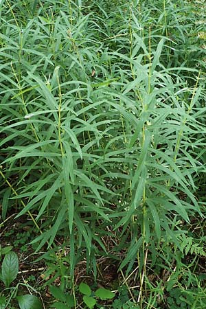 Polygonatum verticillatum \ Quirlblttrige Weiwurz / Whorled Solomon's Seal, D Odenwald, Erbach 17.7.2022