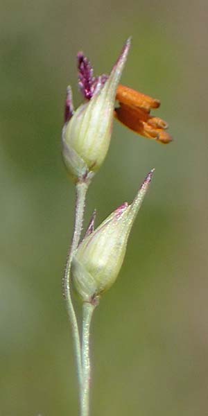 Panicum virgatum \ Rotbraunblttrige Ruten-Hirse / Switch Grass, D Ludwigshafen 6.8.2022