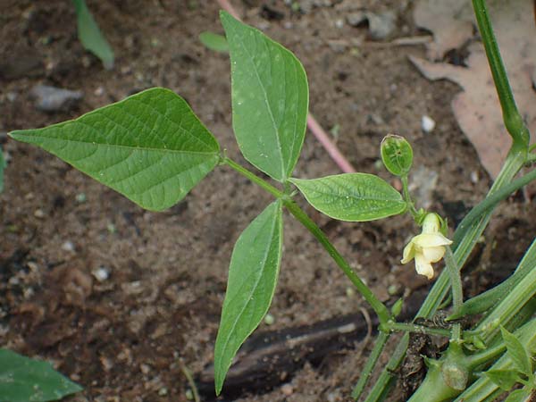 Phaseolus vulgaris \ Garten-Bohne / Garden Bean, D Lampertheim 11.9.2022