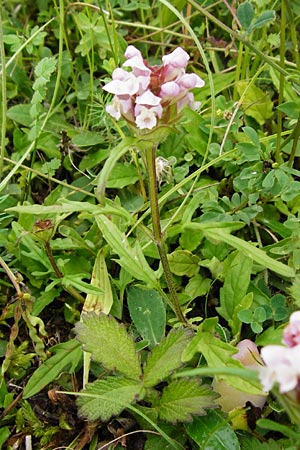 Prunella grandiflora x laciniata / Hybrid Selfheal, D Tübingen 20.6.2015