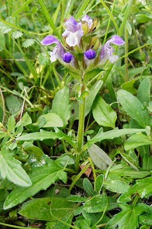 Prunella grandiflora x laciniata \ Hybrid-Braunelle / Hybrid Selfheal, D Tübingen 20.6.2015