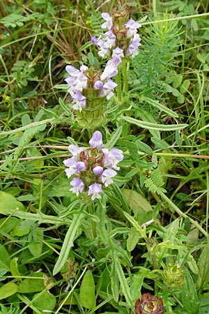 Prunella grandiflora x laciniata / Hybrid Selfheal, D Tübingen 20.6.2015