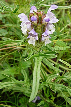 Prunella grandiflora x laciniata \ Hybrid-Braunelle / Hybrid Selfheal, D Tübingen 20.6.2015