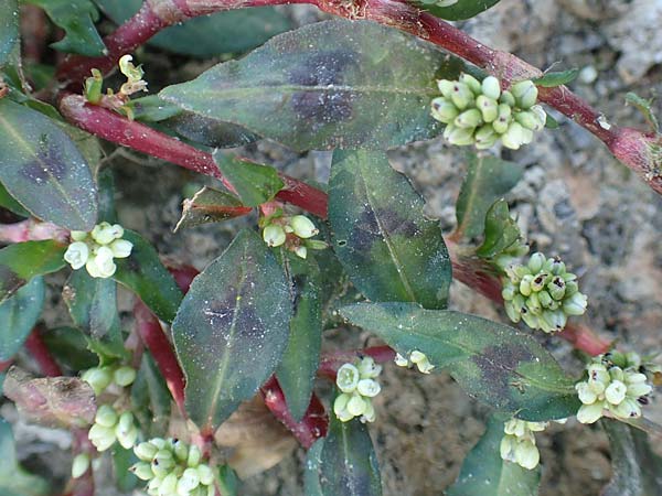 Persicaria maculosa / Redshank, D Mannheim 14.10.2018