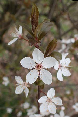 Prunus cerasifera \ Kirschpflaume, D Mannheim 14.3.2020