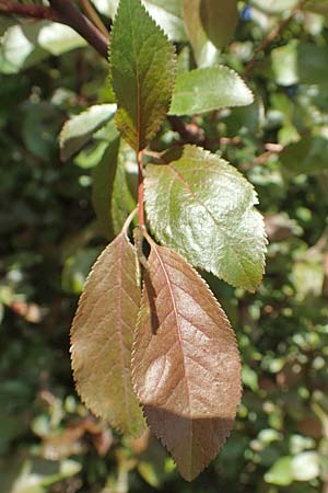 Prunus cerasifera \ Kirschpflaume / Cherry Plum, D Mannheim 16.4.2020