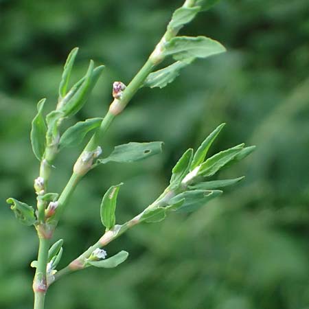 Polygonum aviculare \ Echter Vogel-Knterich, D Aachen 28.7.2023