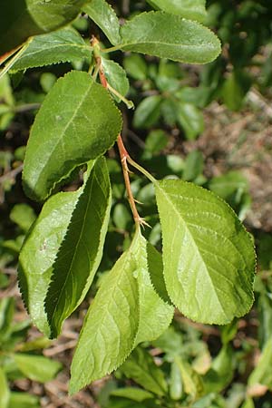 Prunus cerasifera \ Kirschpflaume / Cherry Plum, D Schwetzingen 16.4.2020