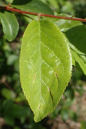 Prunus cerasifera \ Kirschpflaume, D Schwetzingen 16.4.2020