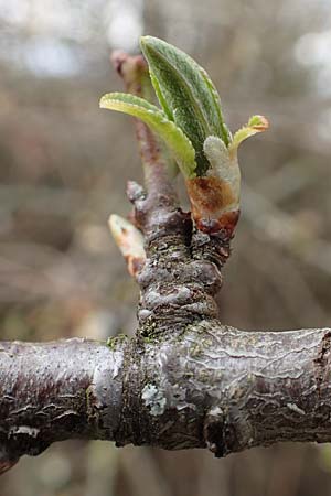 Prunus domestica subsp. domestica / Plum, D Mannheim 29.3.2018