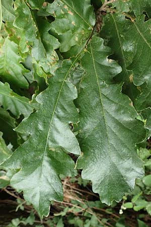 Quercus cerris \ Zerr-Eiche, D Odenwald, Reichelsheim 16.6.2017