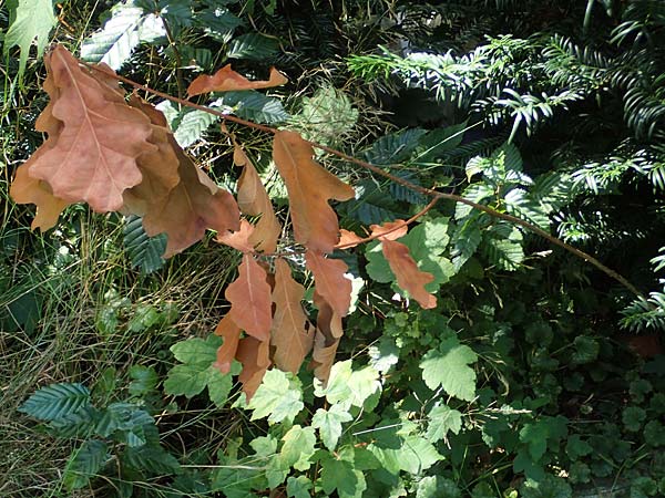 Quercus robur \ Stiel-Eiche, D Duisburg 21.8.2022