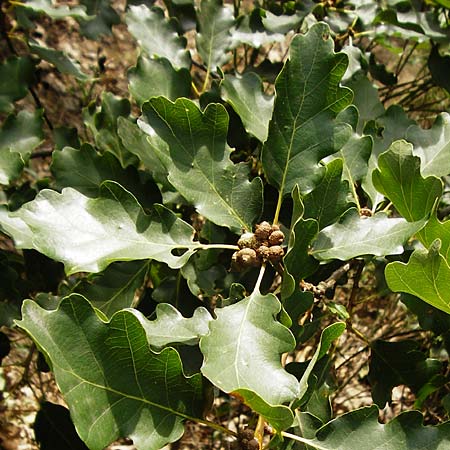 Quercus petraea / Sessile Oak, D Koblenz 15.8.2015