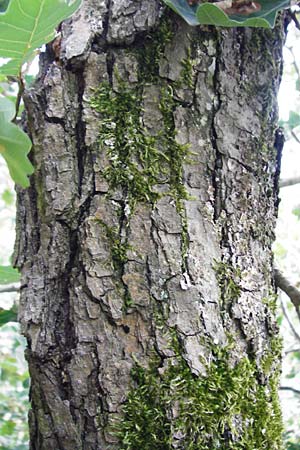 Quercus petraea \ Trauben-Eiche / Sessile Oak, D Koblenz 15.8.2015