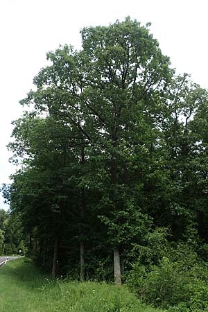 Quercus petraea \ Trauben-Eiche / Sessile Oak, D Donnersberg 1.6.2018