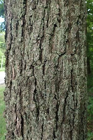 Quercus petraea \ Trauben-Eiche / Sessile Oak, D Donnersberg 1.6.2018