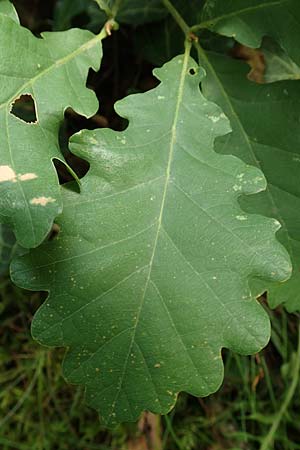 Quercus petraea \ Trauben-Eiche / Sessile Oak, D Donnersberg 1.6.2018