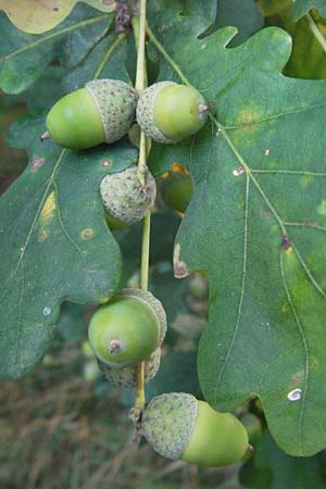 Quercus robur \ Stiel-Eiche, D Eisenberg 27.7.2007