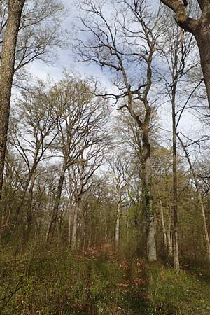 Quercus robur \ Stiel-Eiche / Common Oak, D Kraichgau, Malsch 8.4.2016