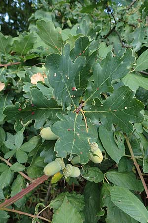 Quercus robur \ Stiel-Eiche, D Hassloch 30.8.2022