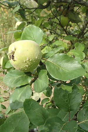 Cydonia oblonga / Quince, D Wurmlingen 3.9.2016