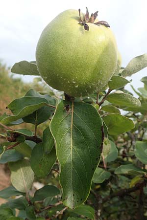 Cydonia oblonga \ Quitte / Quince, D Wurmlingen 3.9.2016