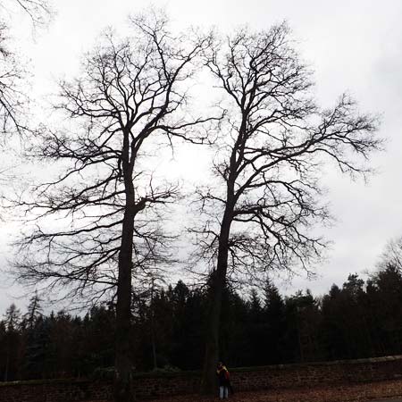 Quercus petraea \ Trauben-Eiche / Sessile Oak, D Odenwald, Beerfelden 18.2.2017