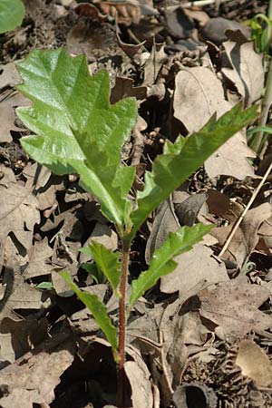 Quercus robur \ Stiel-Eiche, D Frankfurt-Niederrad 21.4.2019