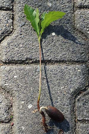 Quercus robur \ Stiel-Eiche / Common Oak, D Frankfurt-Niederrad 21.4.2019