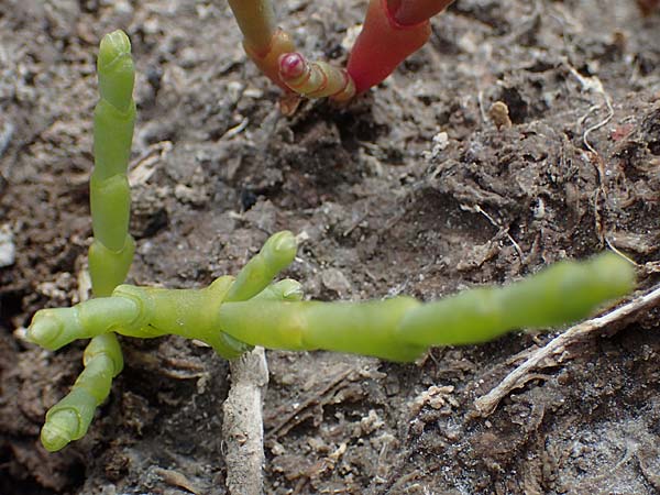 Salicornia europaea \ Queller / Common Glasswort, D Thüringen, Artern 11.6.2022
