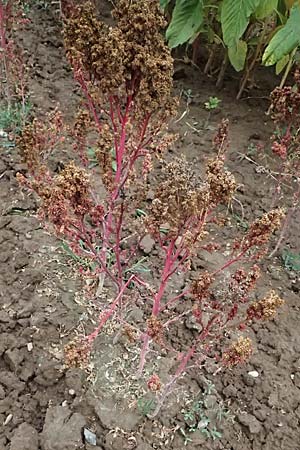 Chenopodium quinoa / Quinoa, D Mannheim 23.9.2023