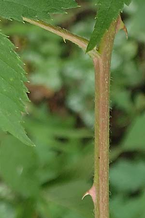 Rubus sciocharis \ Schattenliebende Brombeere / Shadow Bramble, D Neuhof-Giesel 30.7.2019