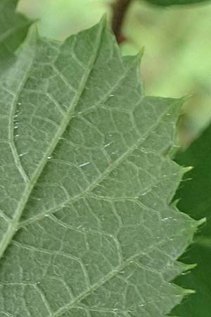 Rubus pseudoinfestus \ Falsche Feindliche Brombeere / False Adversarial Bramble, D Bretten-Gölshausen 20.8.2019