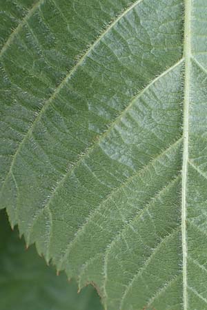 Rubus nessensis \ Fuchsbeere, Halbaufrechte Brombeere, D Schwarzwald, Hornisgrinde 6.9.2019