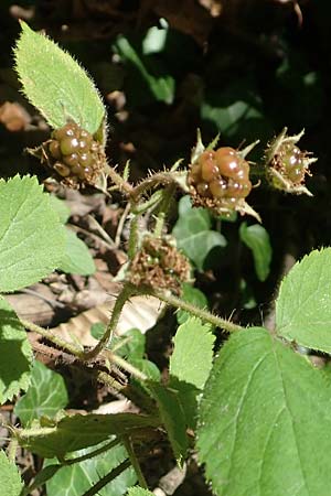 Rubus lividus \ Bleigraue Brombeere, D Ehrenberg-Seiferts 30.7.2020